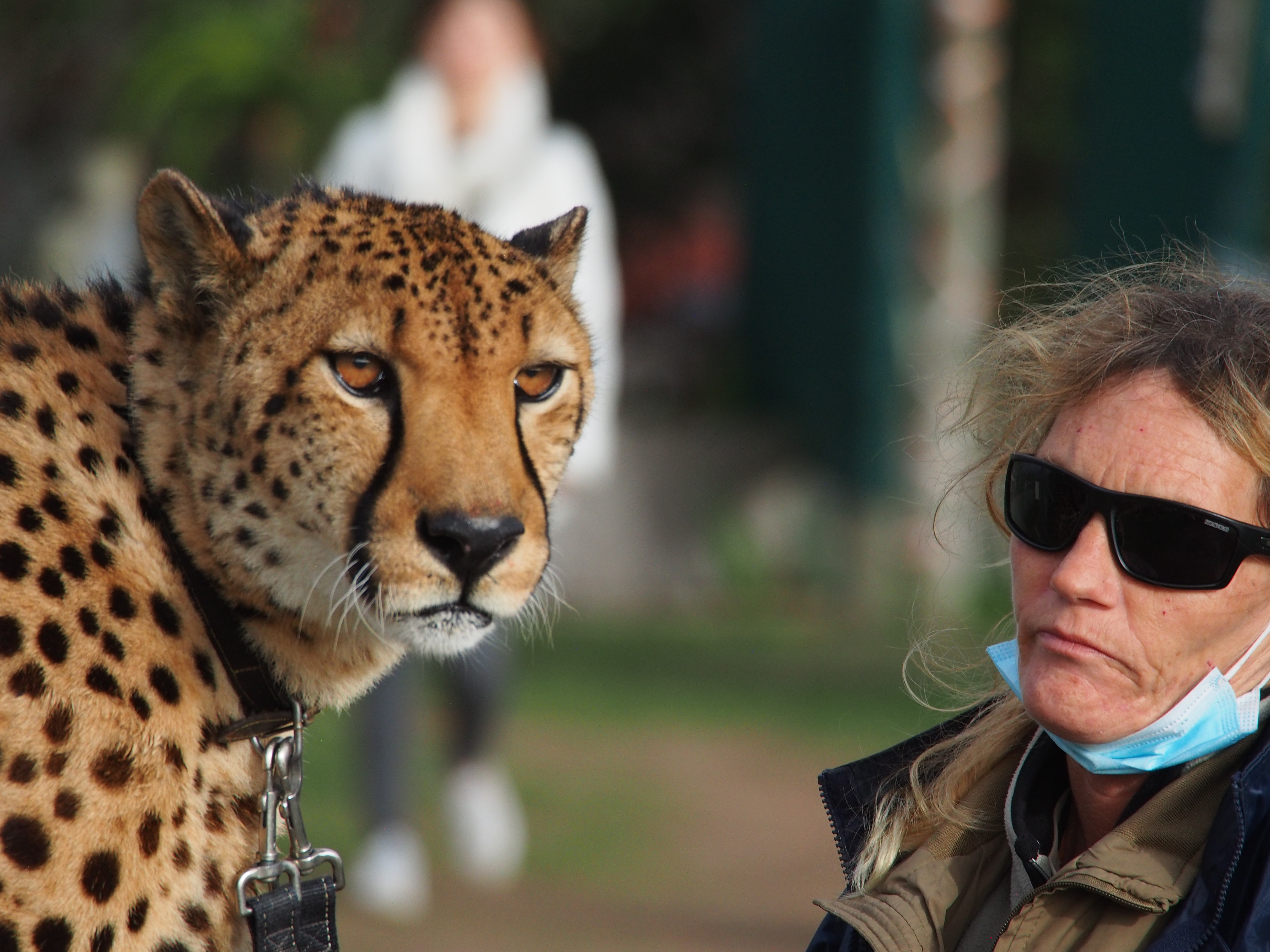 A cheetah on a leash with his handler