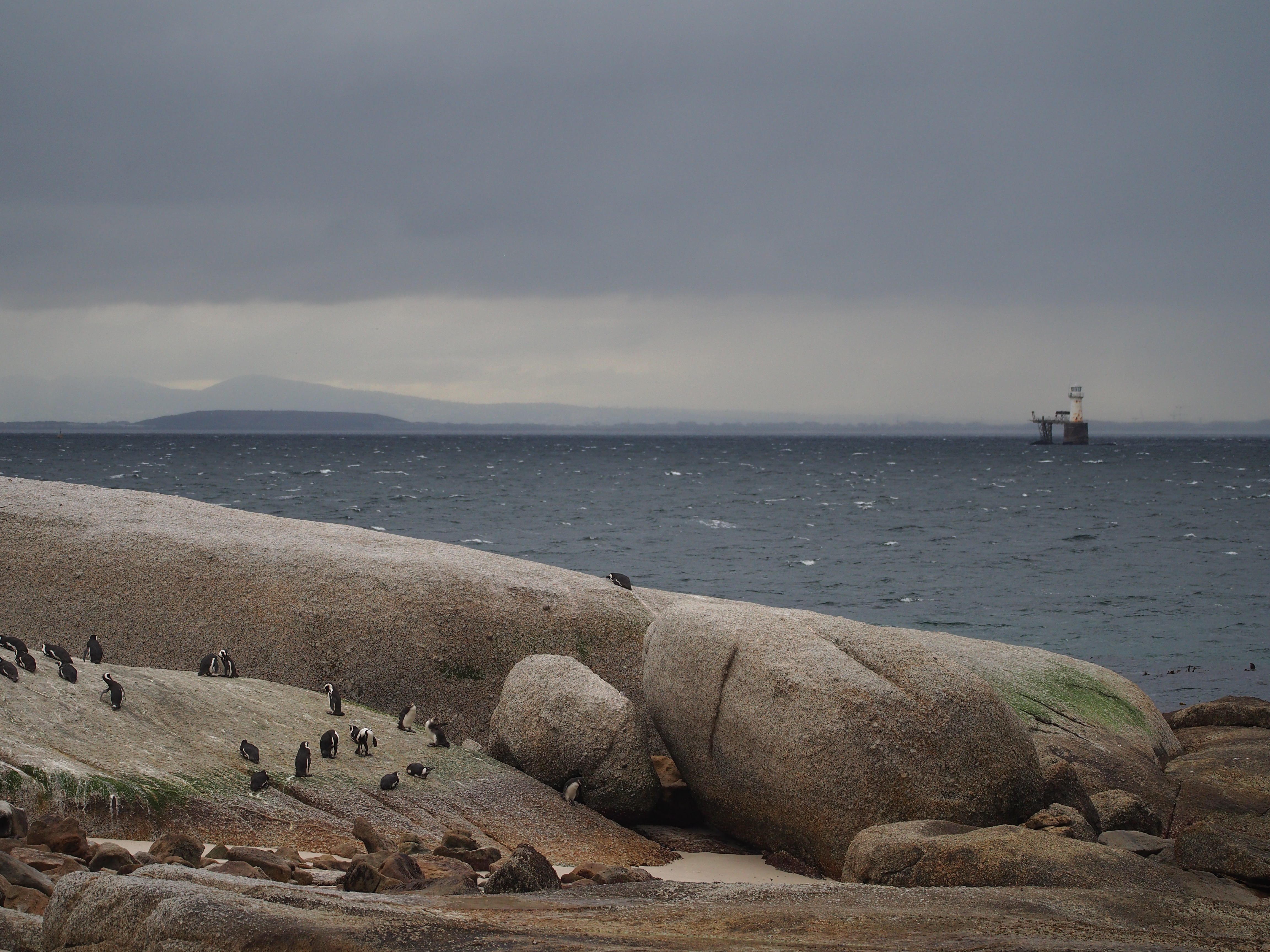 African Penguins on a rock